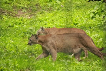 Puma's in de dierentuin in Oostenrijk.