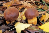 Paddestoelen. Foto Bert Vonk