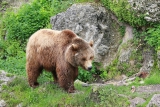 Een beer in de dierentuin in Oostenrijk.