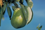 Poire Williams. Copyright Distillerie Morand