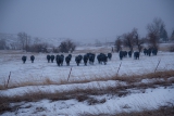 Koeien in de Rocky Mountains foto emperley3