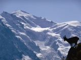 Steenbok met Montt Blanc