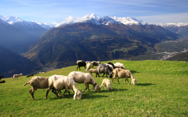 Wandelen in Zuid-Tirol. Foto Jonathan Vandevoorde