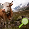 Voor het eerst op vakantie naar Wallis in Zwitserland