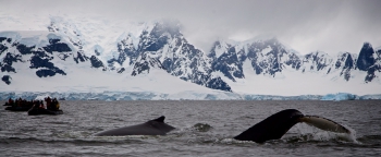 Humpback whales Wilhemina Bay. Foto Janine Oosterhuis