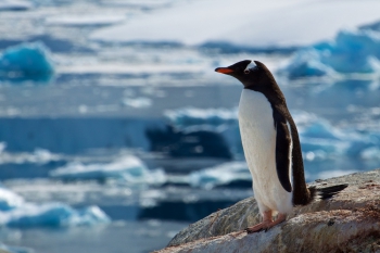 pinguïns Plenau Island. Foto Janine Oosterhuis