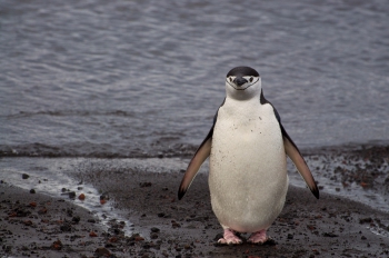 pinguïns Plenau Island. Foto Janine Oosterhuis