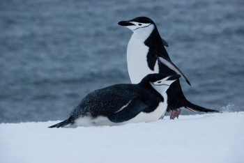 Pinguïns op Antarctica. Foto Pieter Bliek