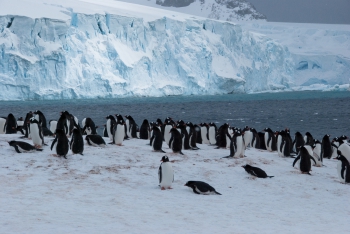 Pinguïns op Antarctica. Foto Pieter Bliek