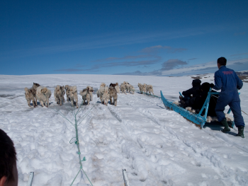 Hondensleeën op de gletsjer op Groenland