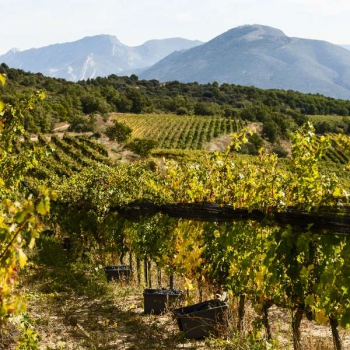 De mooiste wijnvakantie in Catalonië