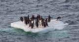 pinguïns - op de Zuidpool. Foto Janine Oosterhuis