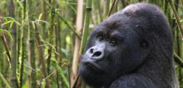 Berggorilla in het Virungagebergte