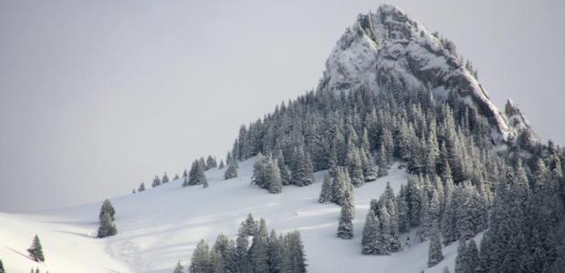 Offpiste bergen sneeuw toppen bomen