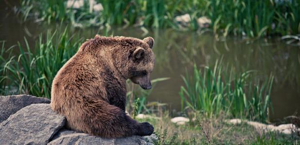 Bruine beer in een Duits wildpark