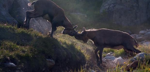 Fighting Ibex. Foto Bas van Laarhoven