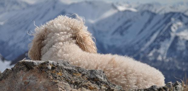 Hondje geniet van de bergen. hondje in de bergen. Foto Paxson Woelber