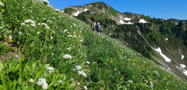 mensen wandelen over een groene steile bergweide