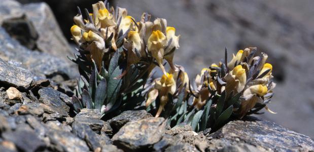 Linaria glacialis - een bedreigde soort in de Sierra Nevada