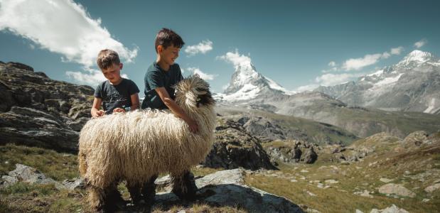 Schapen Zermatt