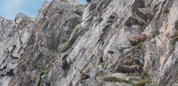 Steenbokken in de Alpen