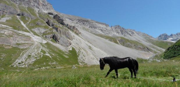 Met paard door de Tarentaise. Foto Simone van Velzen