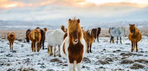paardrijden in ijsland