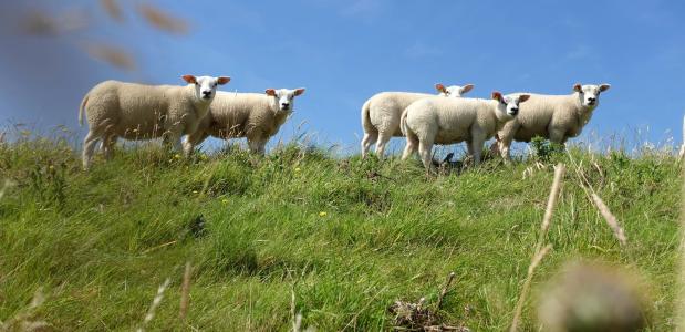 vijf texeler schapen in gras onder blauwe lucht