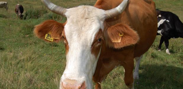 adopteer een koe in valsugana