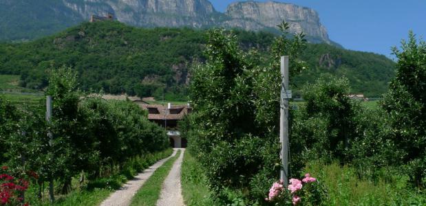 Wijngaard in Zuid-Tirol. Foto Ezioman