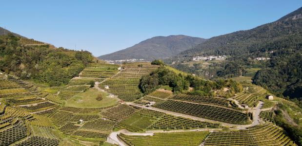 Wine Trekking Gourmet Val di Cembra