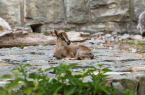 Alpensteenbok geboren in Artis