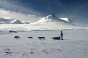 Achter de honden op een slee in de Arctische wildernis van Zweden