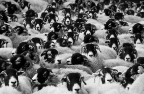 herders in Berner Oberland