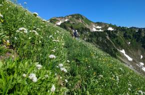mensen wandelen over een groene steile bergweide