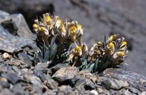Linaria glacialis - een bedreigde soort in de Sierra Nevada