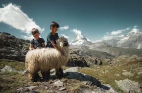 Volg de schapen in Zermatt