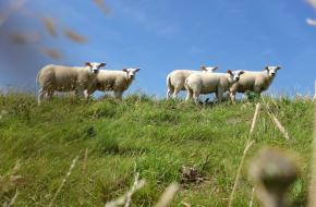 vijf texeler schapen in gras onder blauwe lucht