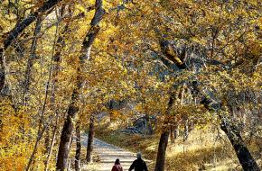 mensen wandelen door de herfst