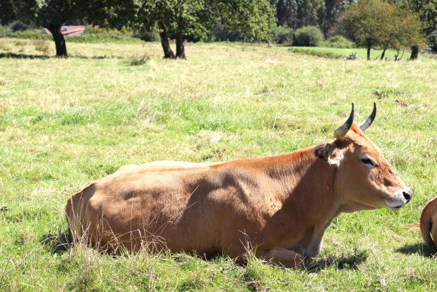 wandelen in Asturië Noord-Spanje