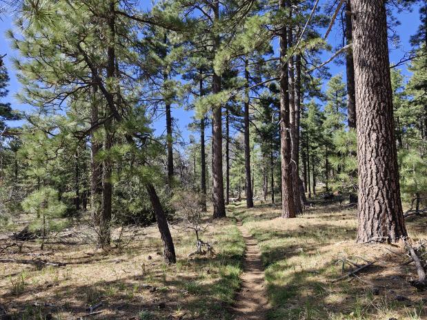 Eindelijk schaduw! wandelen over de PCT