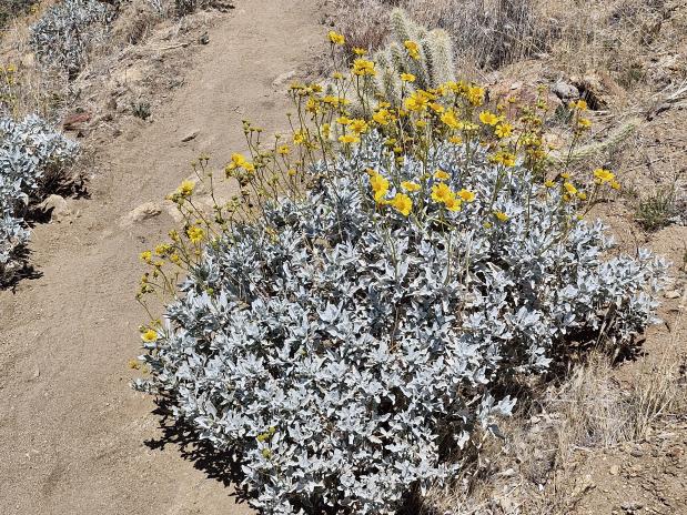 wandelen over de PCT