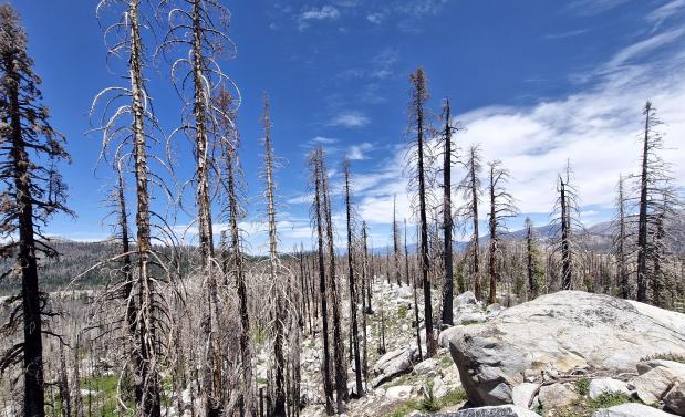 resten van een bos na een bosbrand