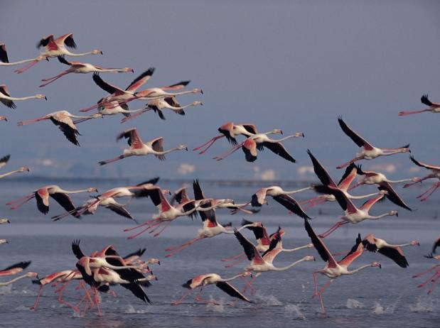 Delta de l'Ebre_flamingos © Ferran Aguilar
