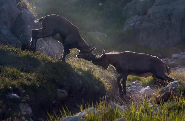 Fighting Ibex. Foto Bas van Laarhoven