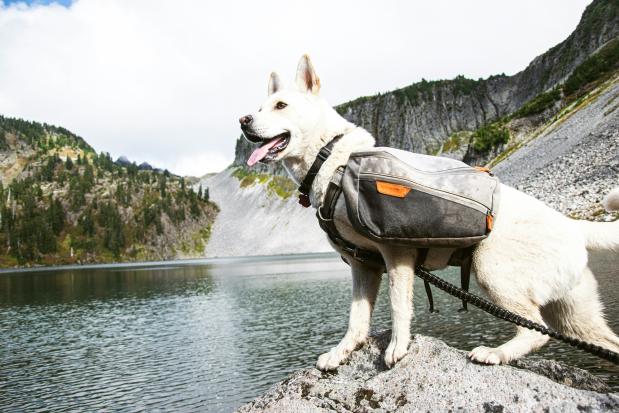 Er zijn speciale rugzakjes voor honden, waar je wat kleine spullen in kan stoppen. Foto Jamie Pilgrim on Unsplash Witte hond met rugzakje bij een bergmeer