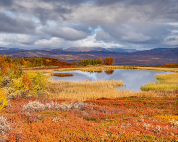 Door de vlammende bossen van Abisco